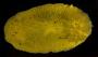 Doris montereyensis