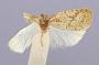 Dorithia strigulana