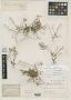 Draba brachystylis Rydb.