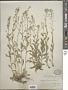 Draba helleriana Greene