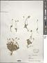 Draba lactea Adams