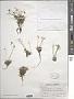 Draba lactea Adams