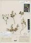 Draba sobolifera Rydb.