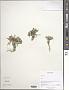 Draba sp.