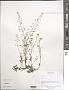 Draba sp.
