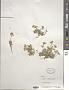 Draba sp.
