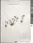 Draba sp.