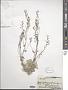 Draba sp.