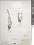 Draba stenocarpa Hook. f. & Thomson