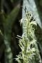 Dracaena trifasciata (Prain) Mabb.