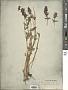 Dracocephalum nutans L.
