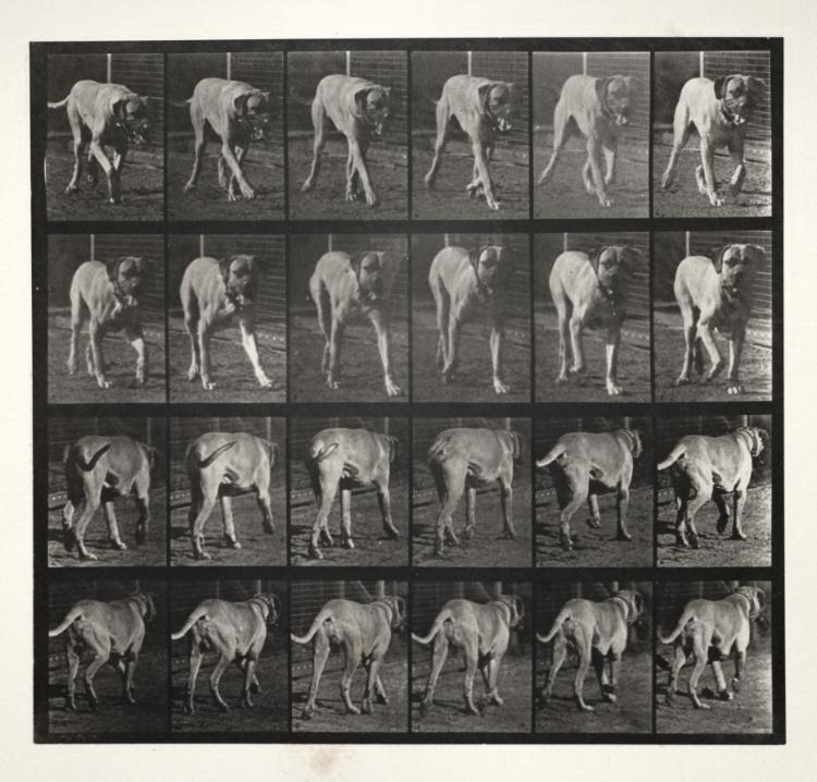 "Dread" Trotting