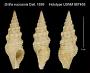 Drillia eucosmia