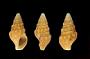 Drillia halidoma
