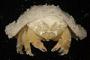 Dromiidae
