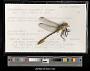 Dromogomphus spoliatus
