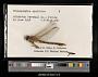 Dromogomphus spoliatus