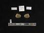 Dromus dromas