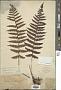 Dryopteris nidus (Baker) Ching