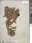 Dubouzetia acuminata Sprague
