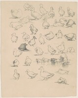 Ducks