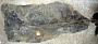 Dunkleosteus cf. terrelli (Newberry)
