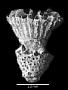 Dunocyathus parasiticus