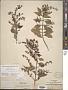 Duranta erecta L.