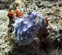Dysidea sp.