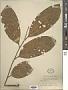 Dysoxylum sp.