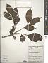 Dysoxylum sp.