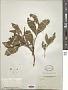 Dysoxylum sp.