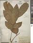 Dysoxylum sp.