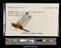 Dythemis maya