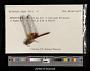 Dythemis maya