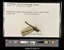Dythemis multipunctata multipunctata