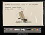 Dythemis multipunctata multipunctata