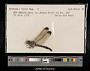 Dythemis velox
