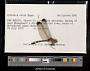 Dythemis velox