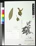 Ebermaiera elegans Nees