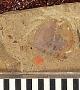 Echidnocephalus ? pacificus Cockerell