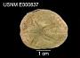 Echinocardium dubium