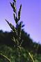 Echinochloa sp.