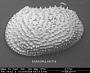 Echinocythereis echinata (Sars, 1866)