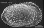 Echinocythereis sp