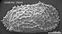 Echinocythereis sp