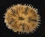 Echinoidea