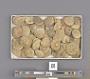 Echinoidea
