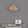Echinoidea