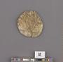 Echinoidea